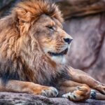 Lion 1563980 1920 Lion 1563980 1920